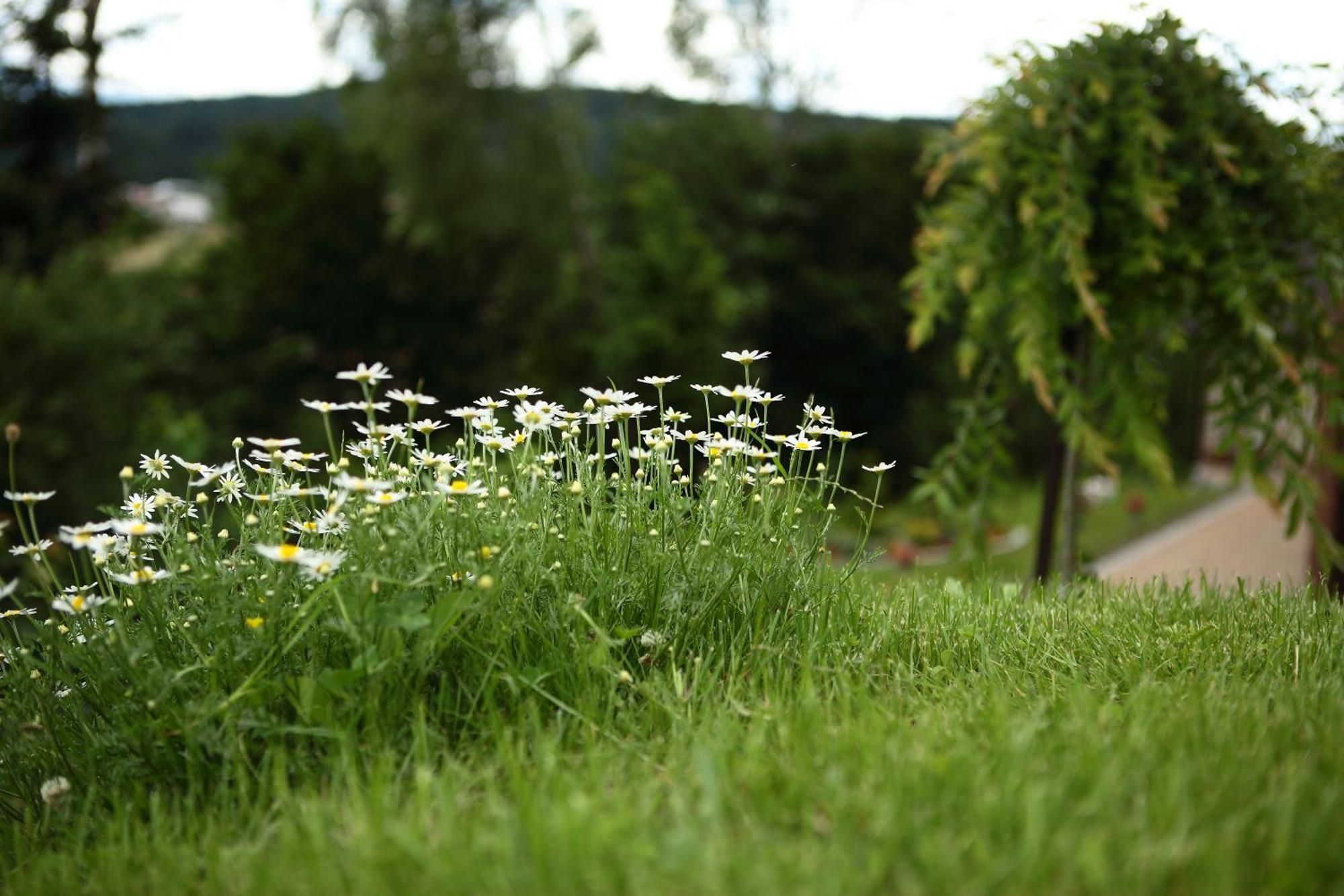 Skhidnytsia Favar Carpathians מראה חיצוני תמונה